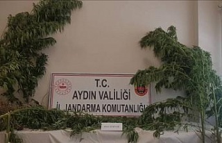 Aydın’da 44 kök kenevir ele geçirildi