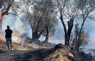 Bodrum’daki yangına müdahale sürüyor