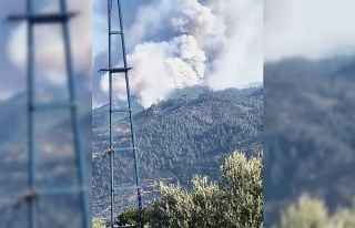 Bozdoğan’da orman yangını