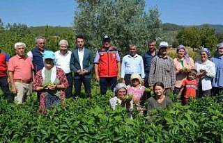 Bozdoğan’da turşuluk kardolua biber çeşidinin...