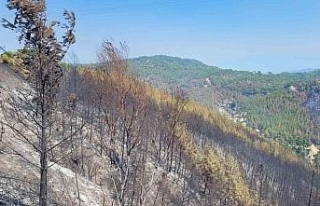 Bozdoğan’da yeşil siyaha döndü