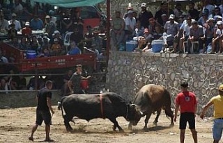 Germencik’te boğalar SMA’lı Linda bebek için...