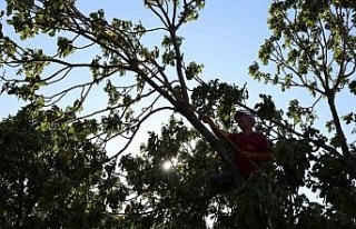 İncirde hasat başladı, üreticiler sezondan umutlu