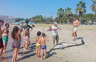 Kuşadası’nda ölü yunus sahile vurdu