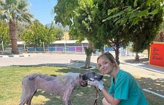 Kuşadası’nda orman yangınından kurtarılan köpek...