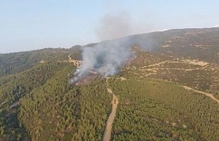 Nazilli’deki orman yangınında 3 hektar alan zarar...