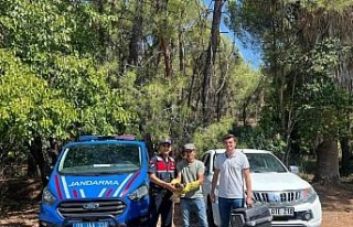 Yaralı şahin, jandarma ekiplerince kurtarıldı