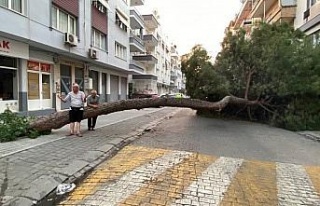 20 metrelik çam ağacı yola devrildi, facianın...