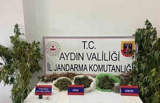 Mısır tarlasına uyuşturucu ekti, jandarmadan kaçamadı