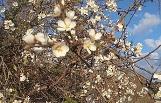 Kuşadası’nda bahar erken geldi