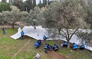 Nazilli Belediyesi’nden zeytin hasadı