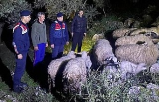 Kaybolan hayvanları jandarma buldu