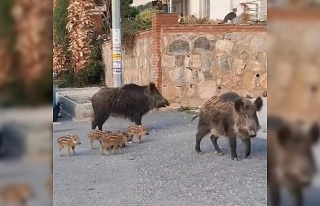 Domuz sürüsünün rahatlığı şaşırttı