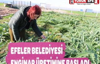 EFELER BELEDİYESİ ENGİNAR ÜRETİMİNE BAŞLADI