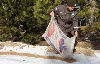 Nazilli’De Yaban Hayvanlarına Yiyecek Bırakıldı...