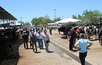 Aydın’daki hayvan pazarında bu yıl durgunluk yaşanıyor