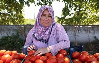Aydın’da domates hasadı sürüyor