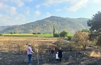 Söke’de yangından etkilenen 500 dekarlık zeytinlik alanında hasar tespiti yapıldı