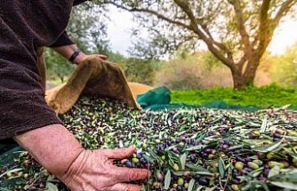 Aydın’ın önemli ürünlerinden sofralık zeytin, ihracatta 200 milyon dolara koşuyor