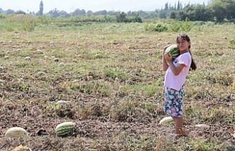 Fiyatlar düşünce karpuz tarlada kaldı