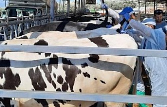 Kuyucak’ta hayvan sağlığı için kan örnekleri alındı