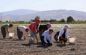 Başkan Yetişkin enginar fidelerini toprakla buluşturdu