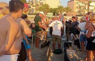 Kuşadası’nda yumurtadan çıkan son yavru caretta da özgürlüğe kulaç attı