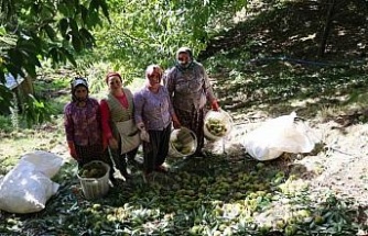 Aydın dağlarında kestane hasadı telaşı başladı