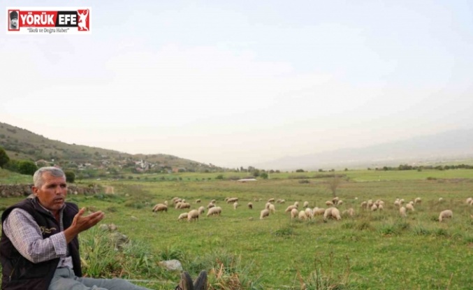 Ömrünü çok sevdiği koyunlarına adadı