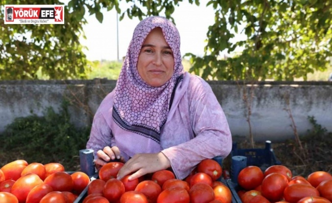 Aydın’da domates hasadı sürüyor