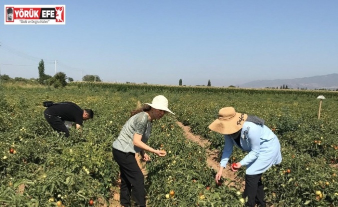 Aydın’da domates yetiştiriciliği EKÜY projesiyle güvende